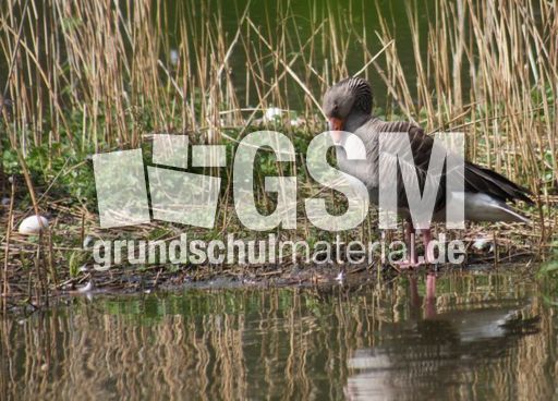 C-Graugans 258.jpg
